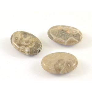 Oval semi-precious bead natural fossil corail (Pack of 16 beads)